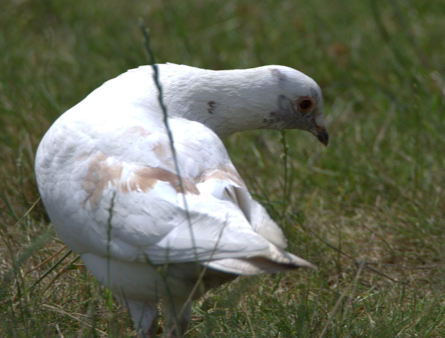 IMG 8946Albino pigeon