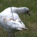 IMG 8946Albino pigeon