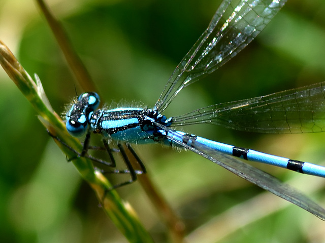 Common Bluet m thorax (Enallagma cyathigerum) DSB 0271