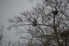 20160303 0125VRAw [D~BI] Graureiher (Ardea cinerea), Tierpark Olderdissen, Bielefeld