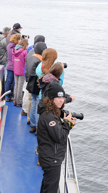 Whale watching nahe Telegraph Cove