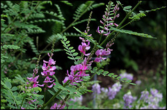 Indigotier- Indigofera tinctoria