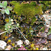 Le printemps des rochers - Lichens et mousses ( Cladonia , peltigère et mousse tortula)