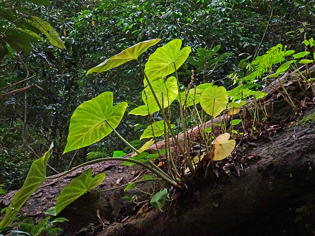 Alocasia on trunk !