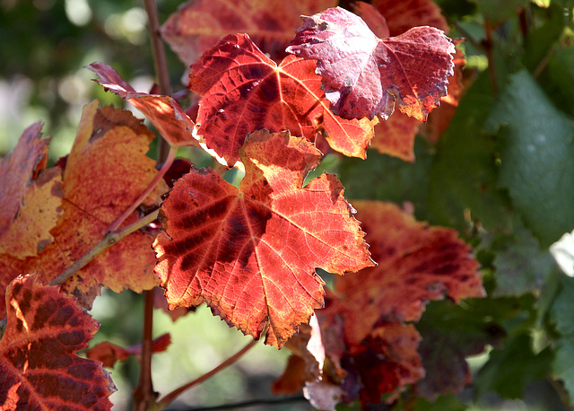 Herbstblätter lichtdurchflutet