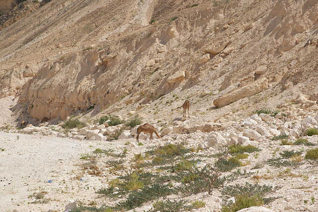 Camels In Dhofar