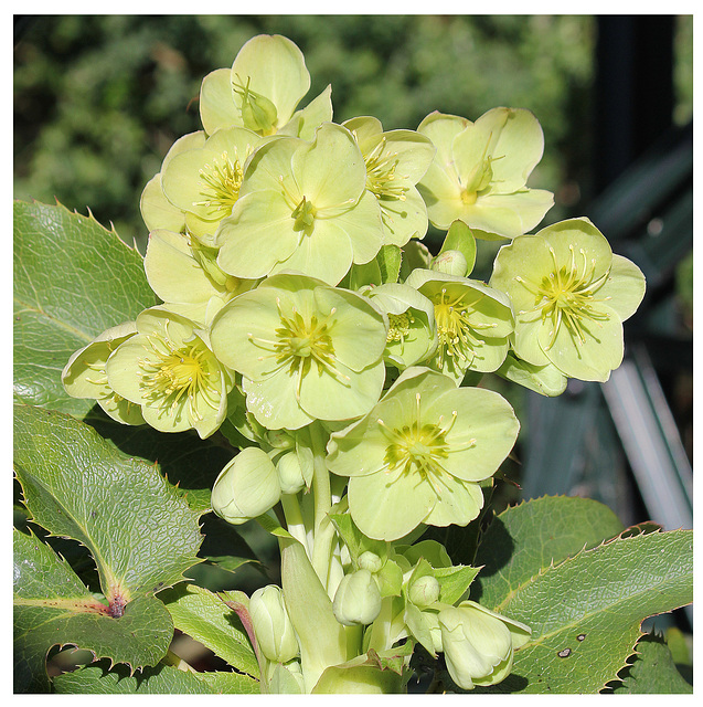 Hellebore 13 2 2014