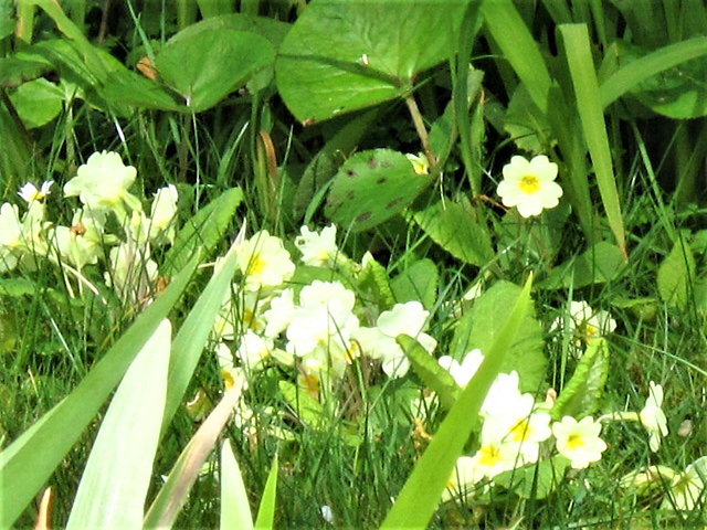 The primroses in the grass on the top lawn.