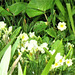 The primroses in the grass on the top lawn.