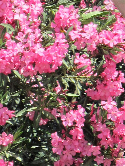 Stunning pink bourganvillea