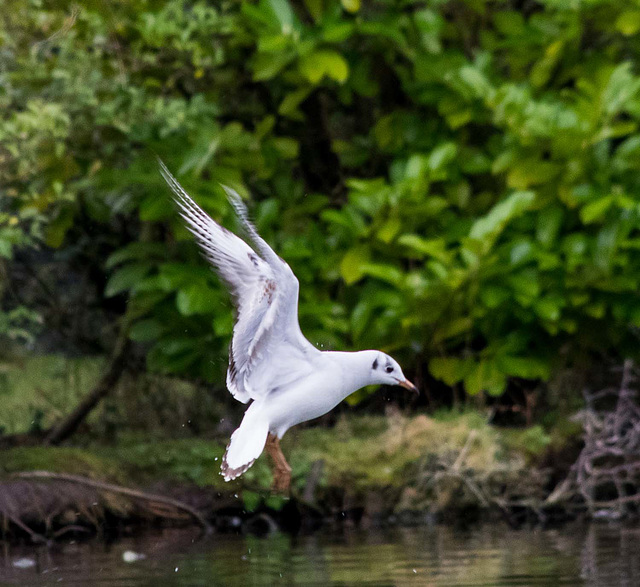 Landing gear down..