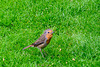 Robin-DSD0614