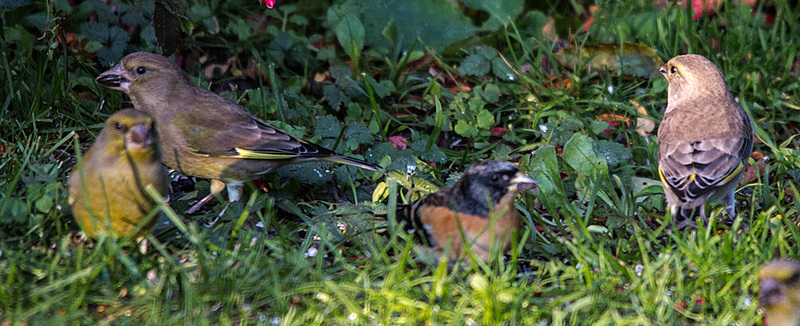 20151027 9470VRTw [D~RI] Grünfink, Bergfink, Rinteln