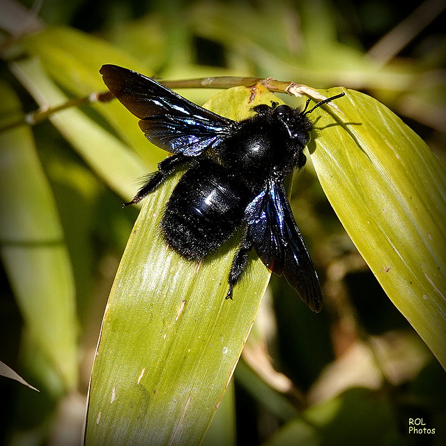 Les insectes eux.. aussi, sachez les admirer