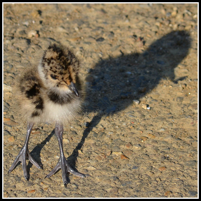 Lapwing-Peewit