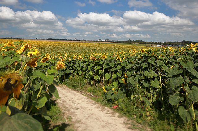 EOS 6D Peter Harriman 12 36 54 72707 sunflowers5 dpp