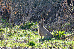 Brown Hare-DSD0512