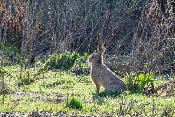 Brown Hare-DSD0512