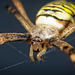 Die Wespenspinne (Argiope bruennichi)  auf der Lauer :))  The wasp spider (Argiope bruennichi) on the lookout :))  L'araignée guêpe (Argiope bruennichi) à l'affût :))