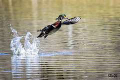 Wood duck take off