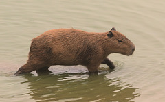 EF7A0306-CR2 DxO DeepPRIME -1Capybarav3