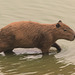 EF7A0306-CR2 DxO DeepPRIME -1Capybarav3 EF7A0306-CR2 DxO DeepPRIME -1Capybarav3