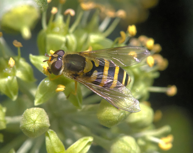 5T2A1773-CR3 DxO DeepPRIME -1Syrphus ribesiiv4
