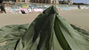 Parachute on Ocean Beach (0024)