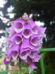 Foxgloves - 4 July 2015