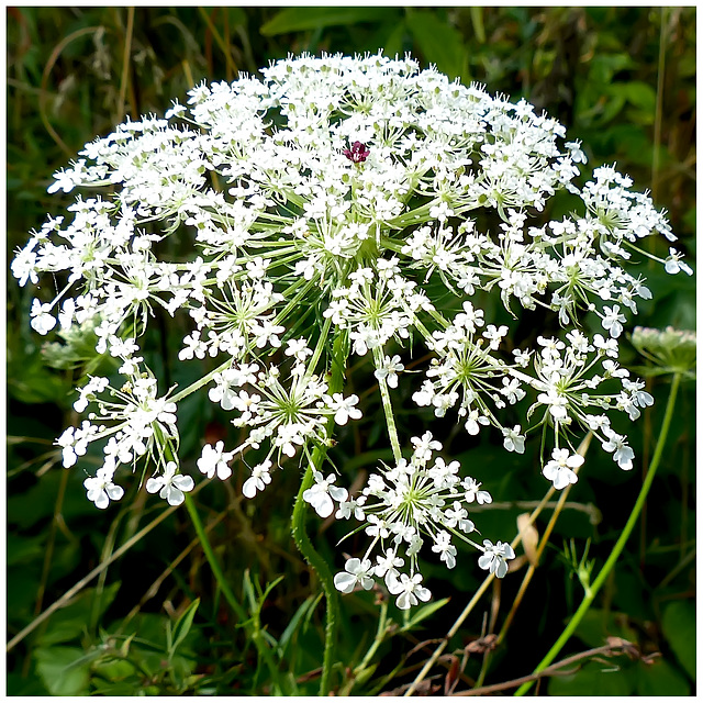 Flowers - Base for the circle