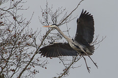 20160303 0126VRAw [D~BI] Graureiher (Ardea cinerea), Tierpark Olderdissen, Bielefeld