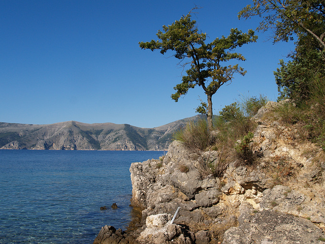 Brzac, Oak on the Rock