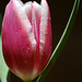 Tulip Close-Up