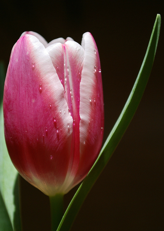 Tulip Close-Up