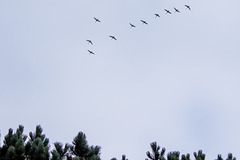 10 Whooper Swans over