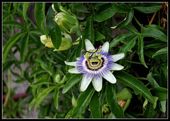 Passiflora caerulea  (3)