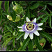 Passiflora caerulea  (3)