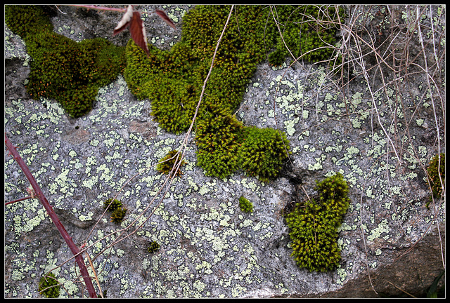 Le printemps des rochers- Mousse Orthotricum et lichen Rhizocarpon (1)