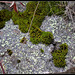 Le printemps des rochers- Mousse Orthotricum et lichen Rhizocarpon (1)