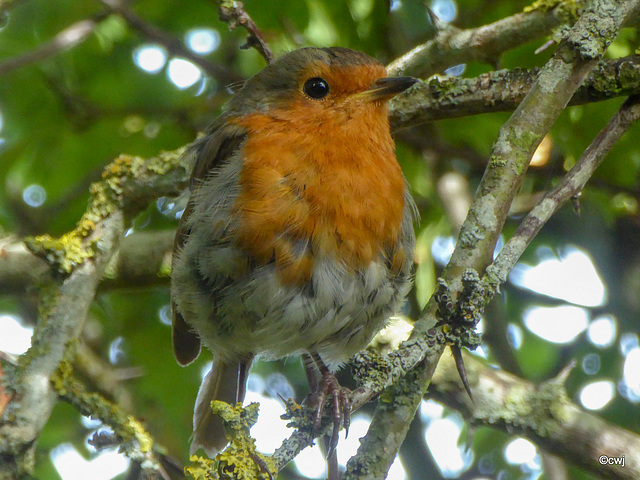 Perching in the hawthorn hedge