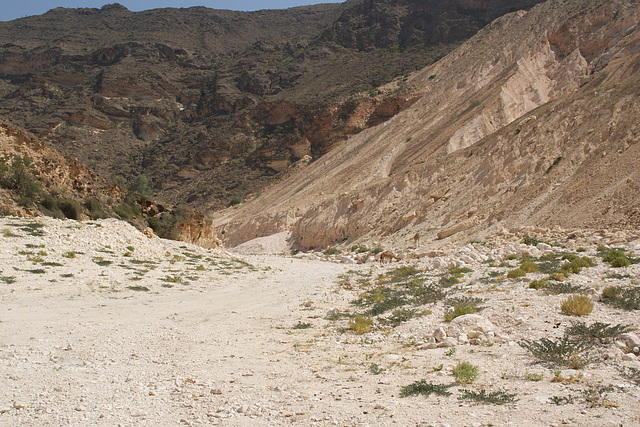Omani Desert In Dhofar