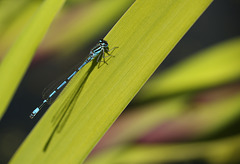 Damselfly