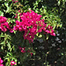 Deep pink bouganvillea