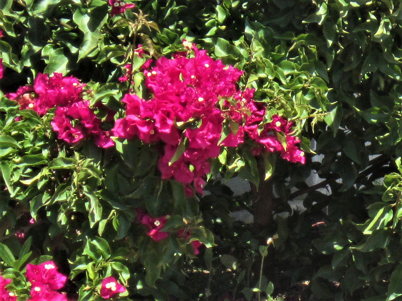 Deep pink bouganvillea