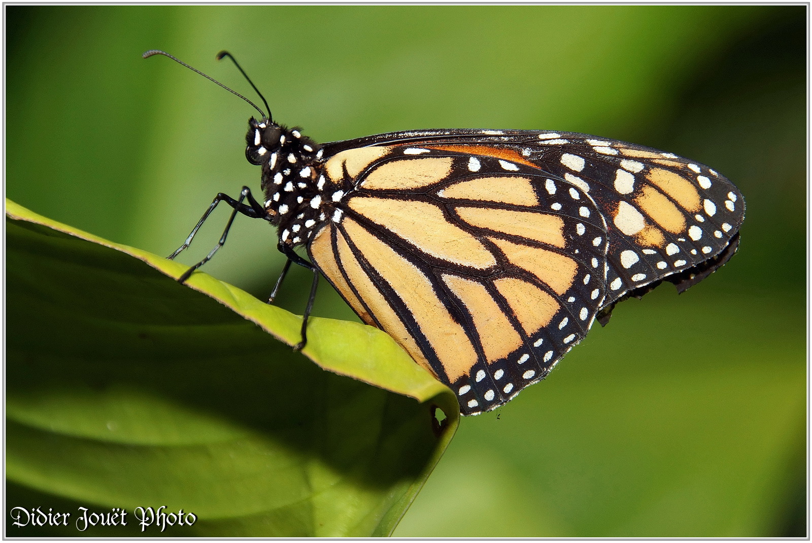 Monarque (Danaus plexippus)