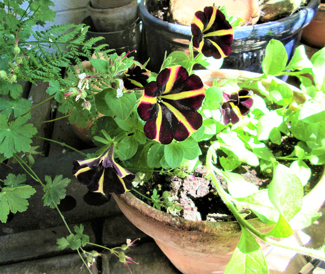 Some stripey Petunias.