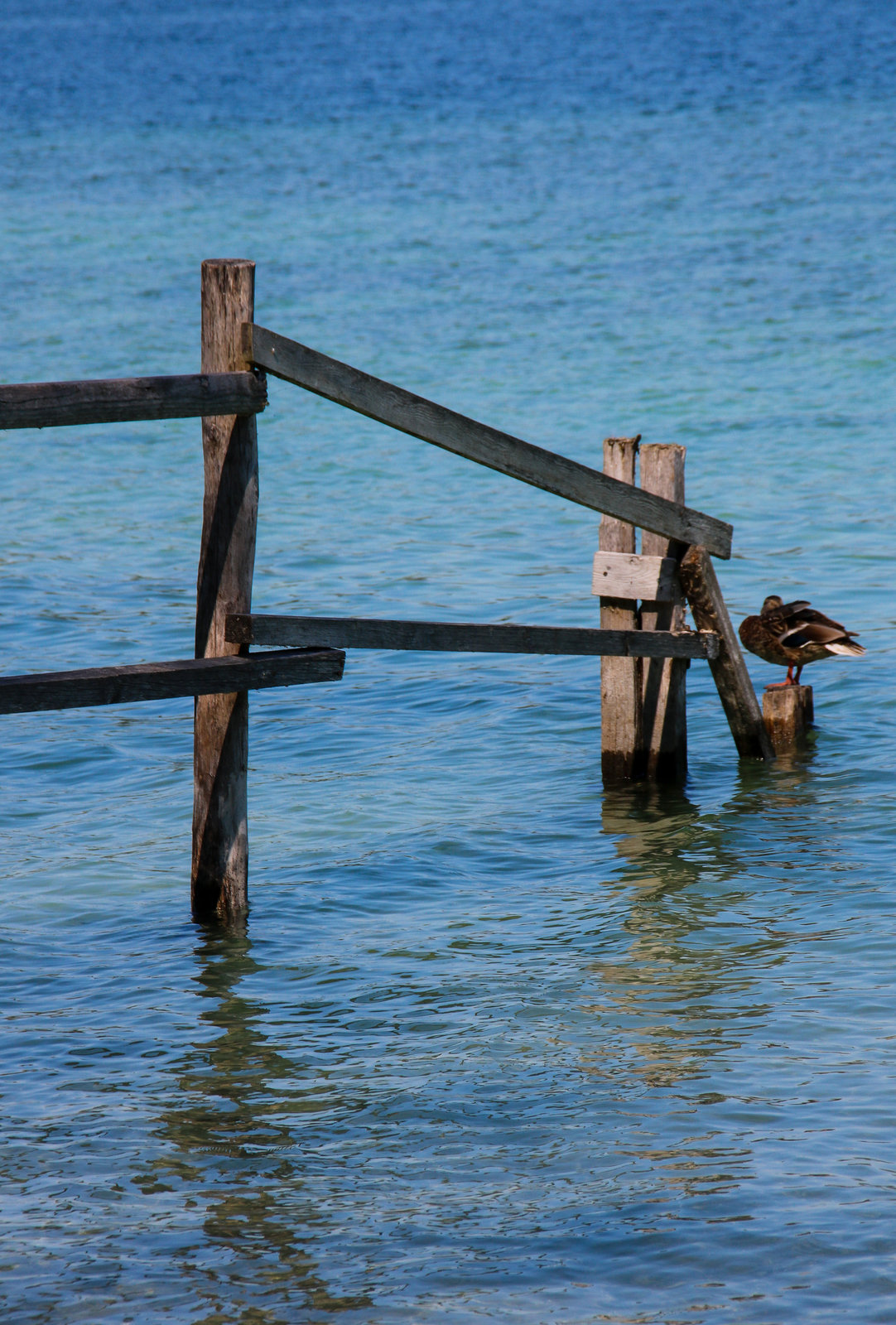 A Fence for Friday