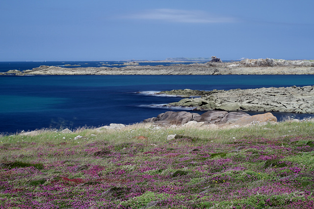 Bruyère, Ile-Grande