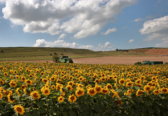 EOS 6D Peter Harriman 12 39 41 72711 sunflowers 6 dpp