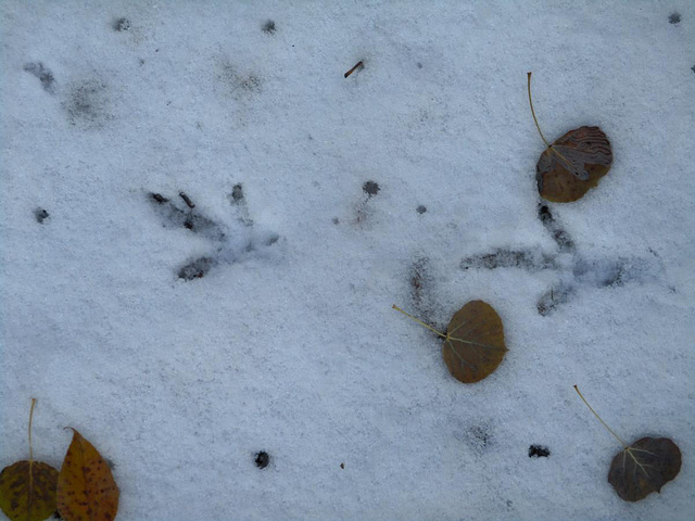 still grouse tracks